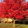 maple102021