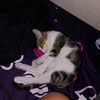 vaned_2765