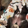 batshtdogmom4