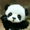 tolacun12
