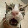 11kittiots