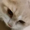 bithieutiengiaidoancuoi