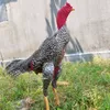 gachoicu79