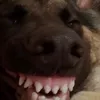 emderko