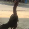 doibuojqk