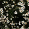 hopa_20101