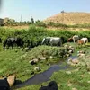 mustafaalnuaimi06