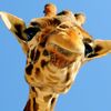 zachary_mussleman