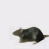 eywyeywk