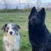 fav_shepherds
