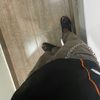levelzboy