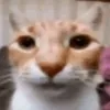 allee_mp3