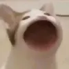 chxconyhihi