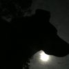logibear_013