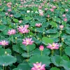 phamhien0123