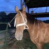 racin.buckaroo