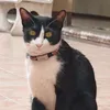 sensodies