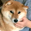 nebs_undrscr