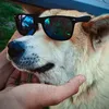 karol_bee.rezka1