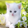 rikan_rustay