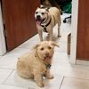 dogmels