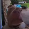 egglord9000