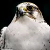 bald_eagle3