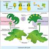 hepaticoral