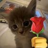 dipz_4u