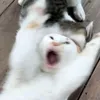 athuw_0.0