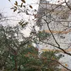 phibi524123