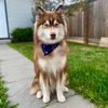 pablo.thepomsky