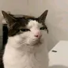 itzturtlee