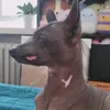 taikathexolo
