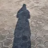apaaja.ad