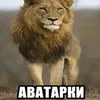 xyu_am_dodik1444