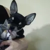 marcelamaricelali