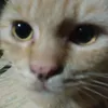 ellyllylyyj