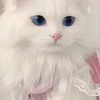 resha615