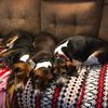 beaglemomma3