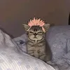 pawpofilia