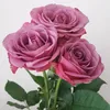 chamomiles0101