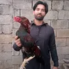 salmangill123