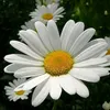 kalina_403