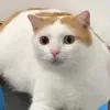 arya_san1