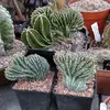 cacti._.jim