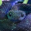 dangernoodle86
