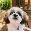ourpupdolly