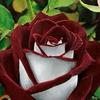 rose_flower115