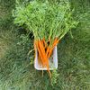 mmolovesveg